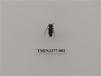 藏品(一色黃紋天牛)的圖片